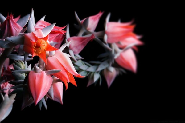 Indoor flower with pink buds and gray petals