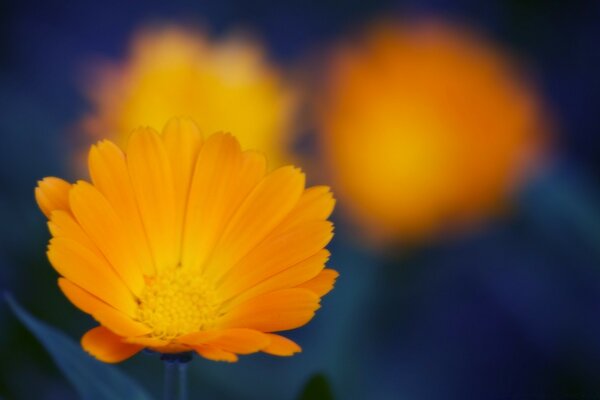 Flor de caléndula naranja sobre fondo azul oscuro