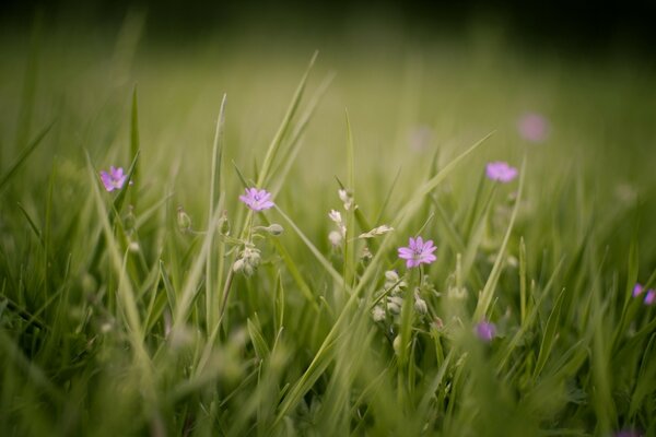 Flores silvestres entre la hierba