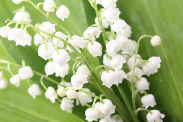 Hermosas flores blancas con hojas verdes