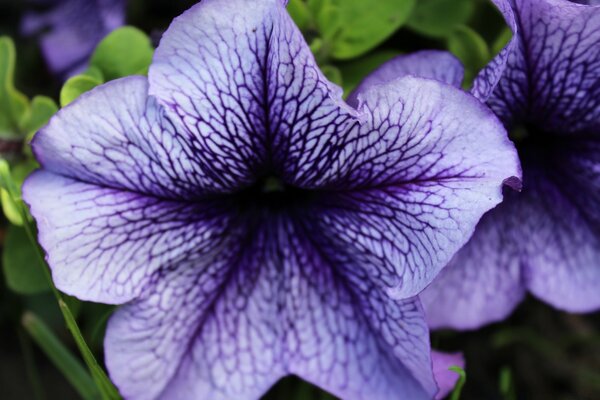 Two delicate lilac violets