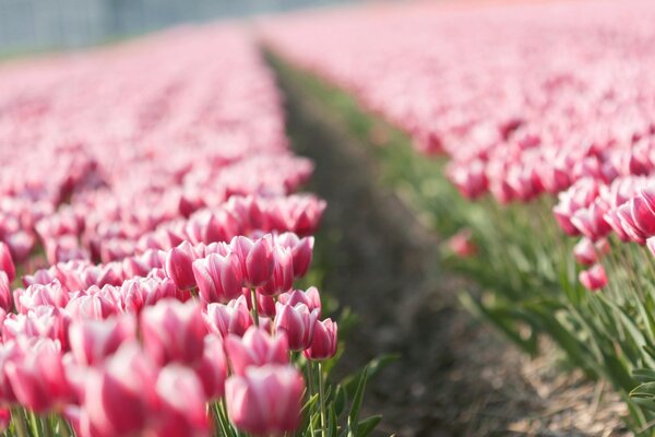 A field of red and white tulips on a blurry background