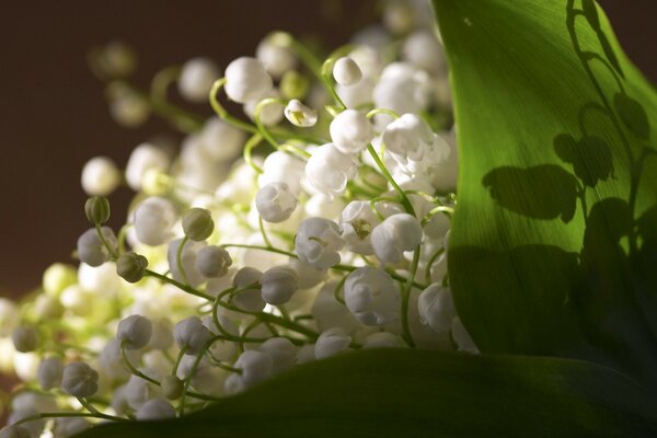 Bouquet de muguet closeup