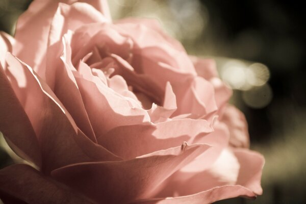 Bourgeon poudré de rose pivoine