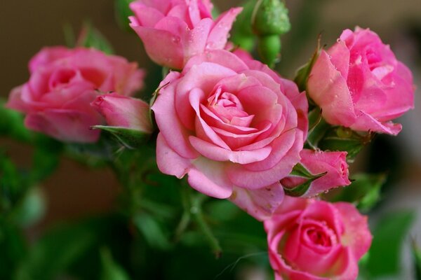 Brotes rosados brillantes de rosas de Jardín