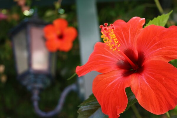 Belle fleur rouge et lanterne