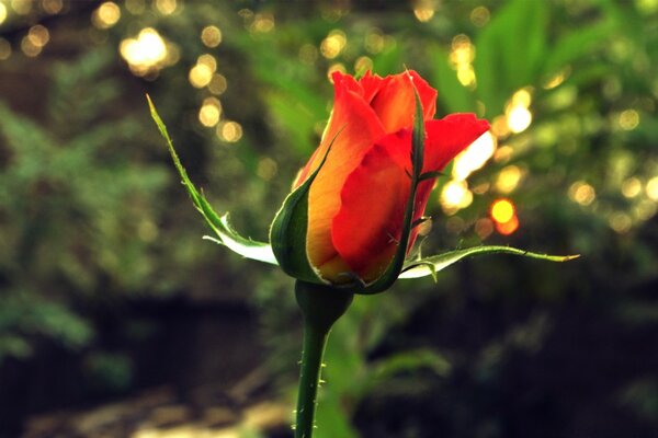 Un solo brote de rosa roja semidesnuda