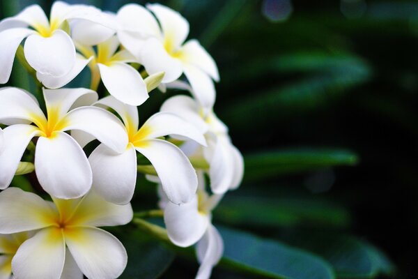Тропическая природа, цветок из тропиков
