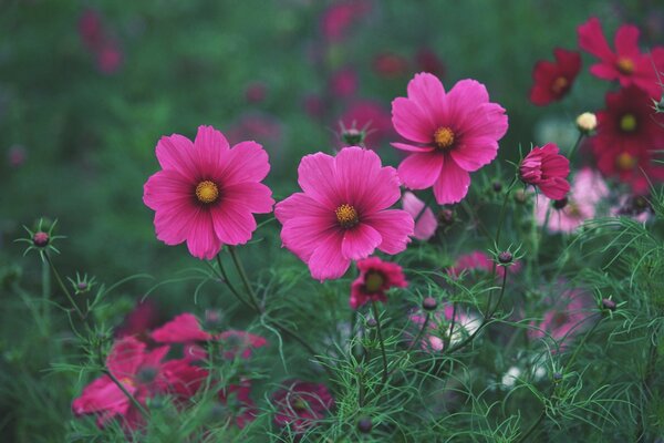 Cosmea is a herbaceous bright decoration of any garden