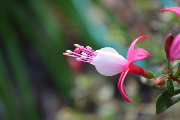 Flor blanca y rosa con estambres sobre fondo borroso