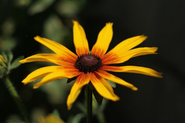 The flower is bright orange in color