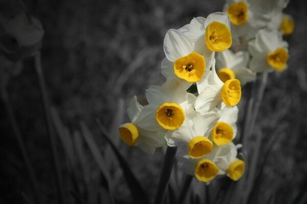 Focus on bright daffodils in monochrome photography