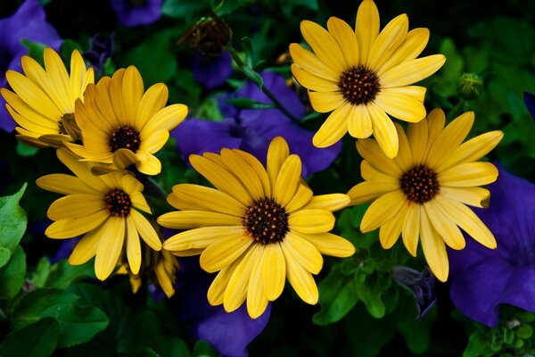 Bouquet de fleurs jaunes et violettes sur fond sombre