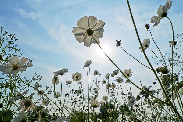 Naturaleza: campo de hierba y flores