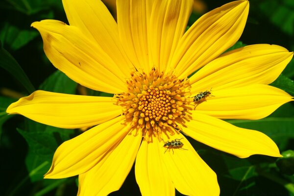 Leuchtend gelbe Blume mit kleinen Käfern