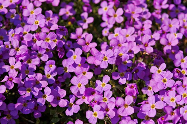 Fleurs lilas éclairées par le soleil