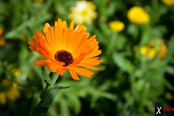 Fotografia macro di un fiore arancione. Natura