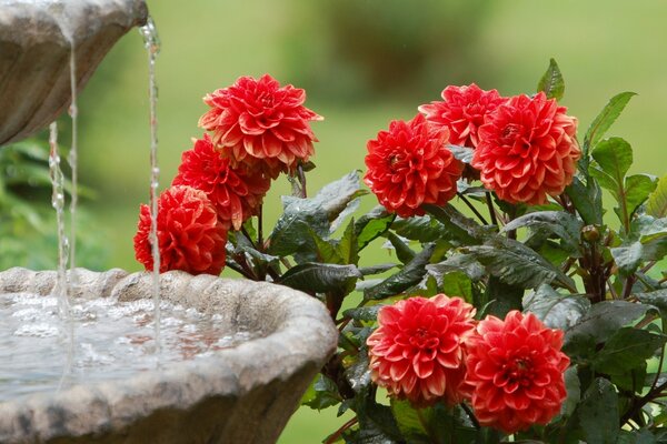 Helle Blumen im Garten am Brunnen