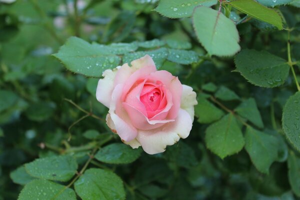 Beautiful blooming rose with beautiful shades