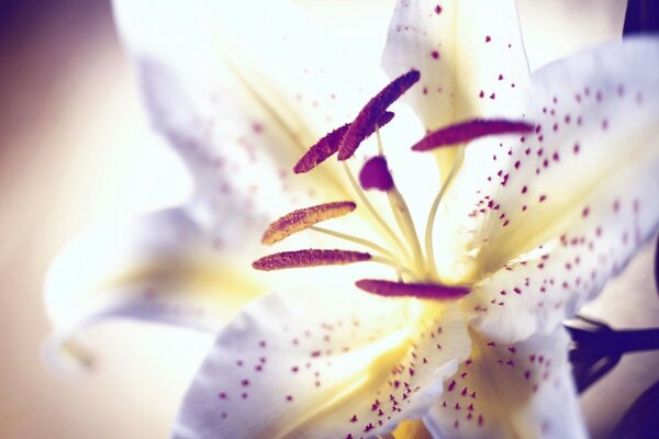 Verschwommene Lilienblume, Natur