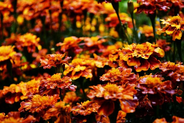 Jardín de flores con flores de color naranja