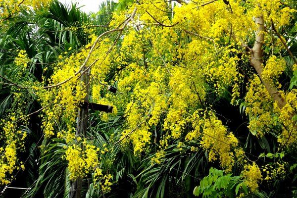 Un arbre jaune tentaculaire ressemblant à un Mimosa