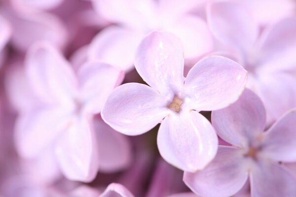 Delicate purple lilac flowers close up