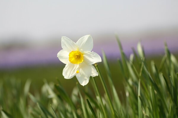 A lonely daisy in the middle of a beautiful field