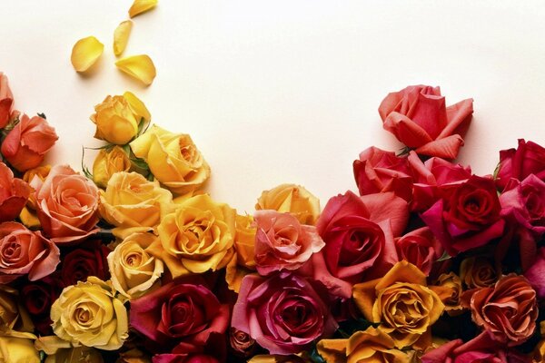 Photos of flowers in the form of multicolored roses