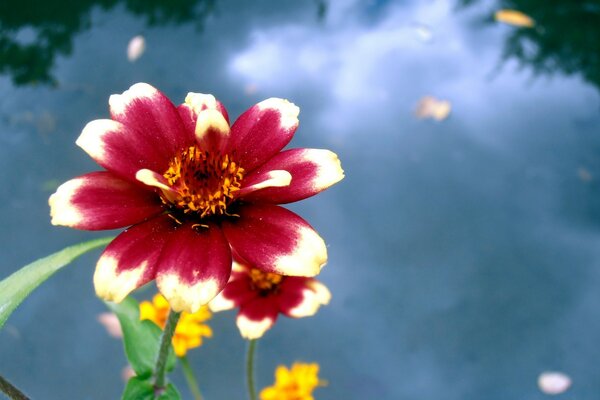 A bright flower of unusual color near the pond