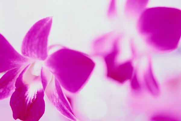 Tropical pink orchids on a blurry background