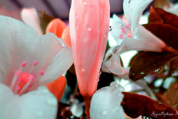 Belle Lily en gouttes de rosée