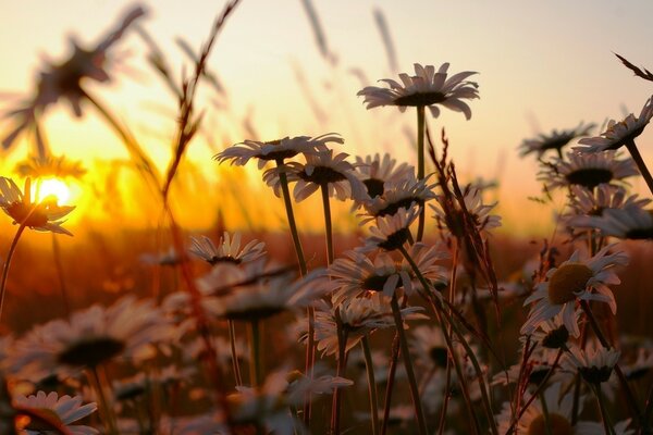 Champ de marguerites au coucher du soleil