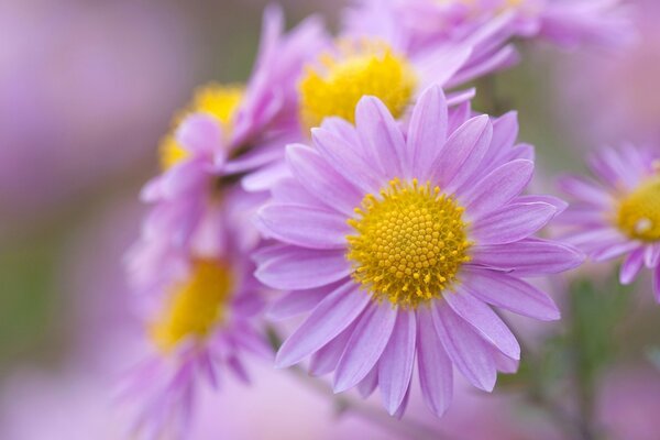 Zarte lila Blüten mit gelben Staubblättern