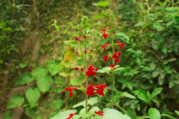 Rote Blumen inmitten eines wilden Waldes