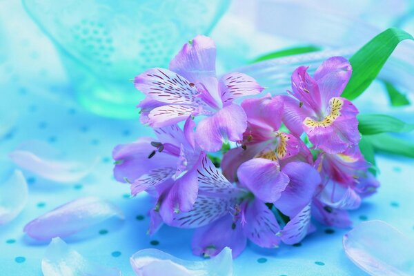 Um lindo buquê de flores cor-de-rosa em torno de Pétalas caídas