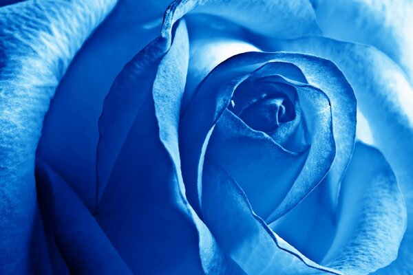 Blaue Rose ohne Duft