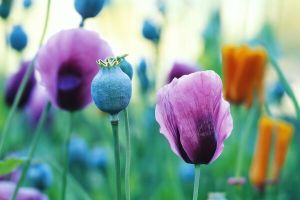 Pink poppies and poppy heads on a blurry background