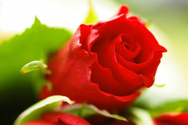 Macro fotografía de una rosa roja en un tallo