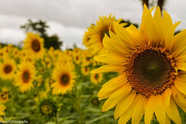 Yellow soft sunflower