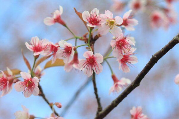 Cherry blossoms on a blue sky background