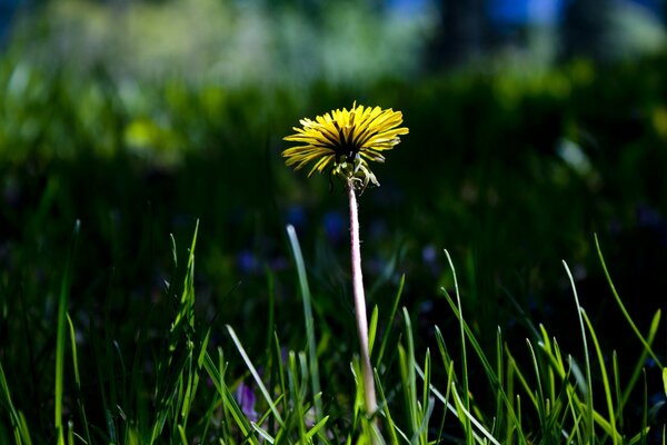 Un diente de León amarillo en la hierba verde