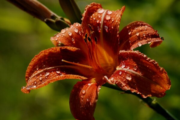 Foto de uma flor vermelha com orvalho da manhã