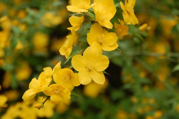 Arbusto en flor con pétalos de color amarillo brillante