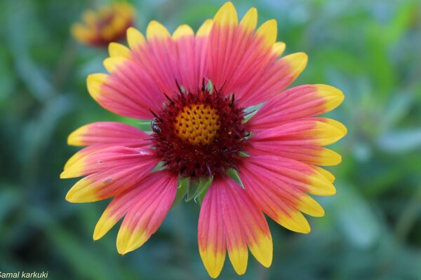 Pink flower with yellow petals at the ends