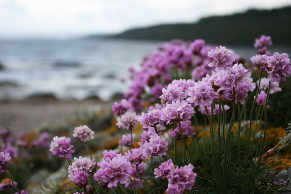 Кусты сиреневых цветов вдоль океана