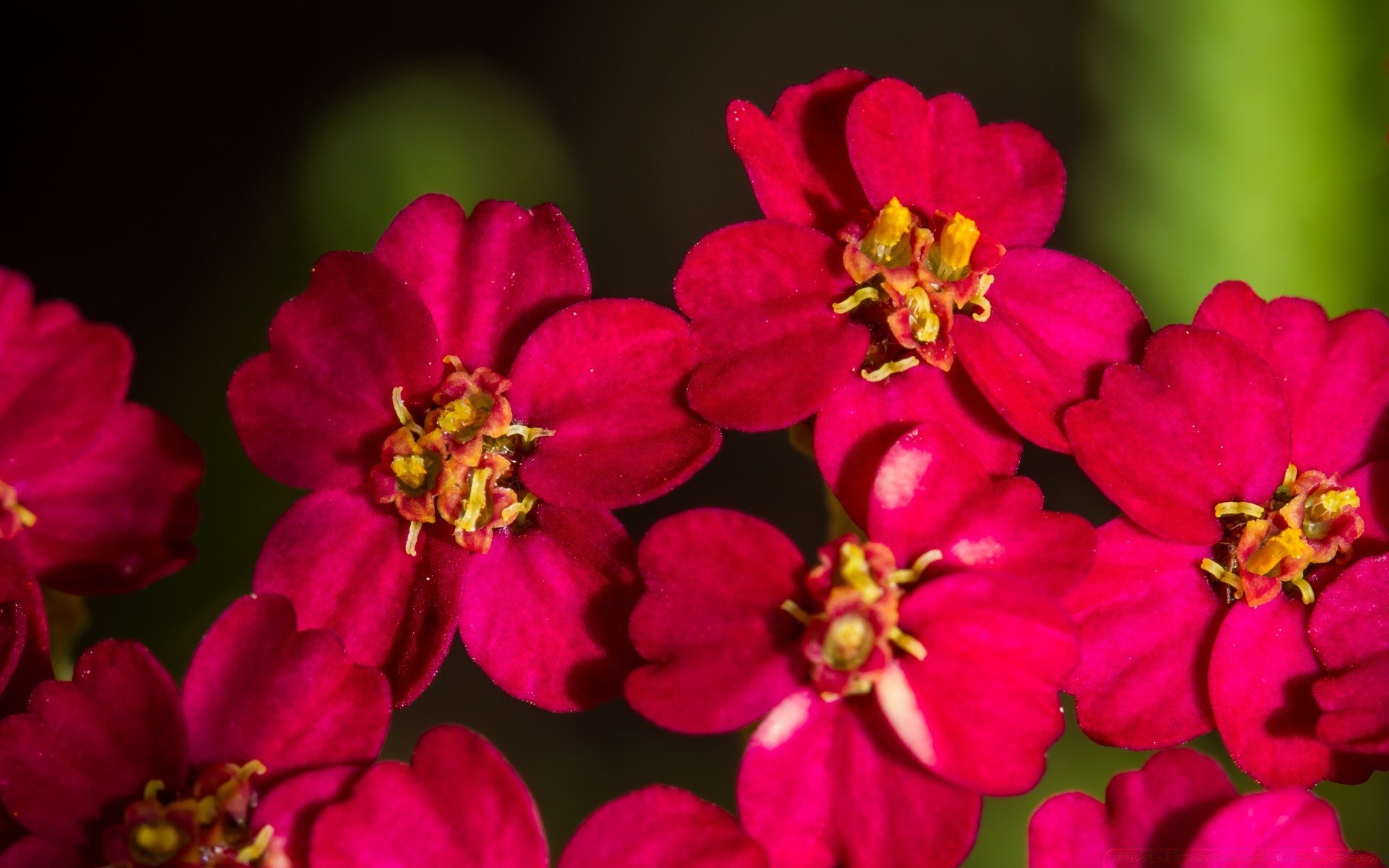 fleurs fleur flore nature jardin floral été pétale couleur feuille bluming à l extérieur environnement