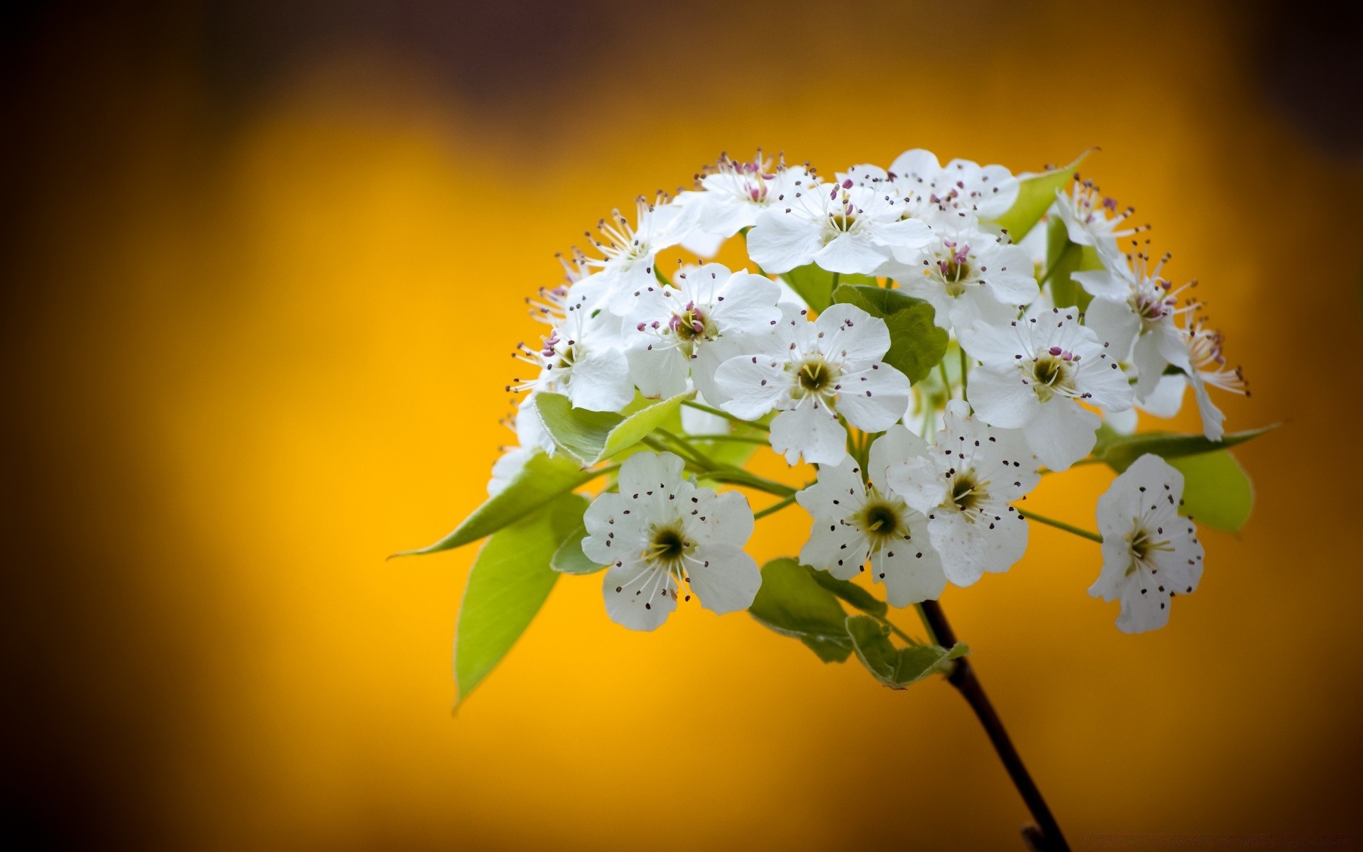 çiçekler çiçek doğa flora yaprak renk petal çiçek ağaç bahçe çiçeklenme parlak şube bulanıklık yakın çekim güzel yaz sezon