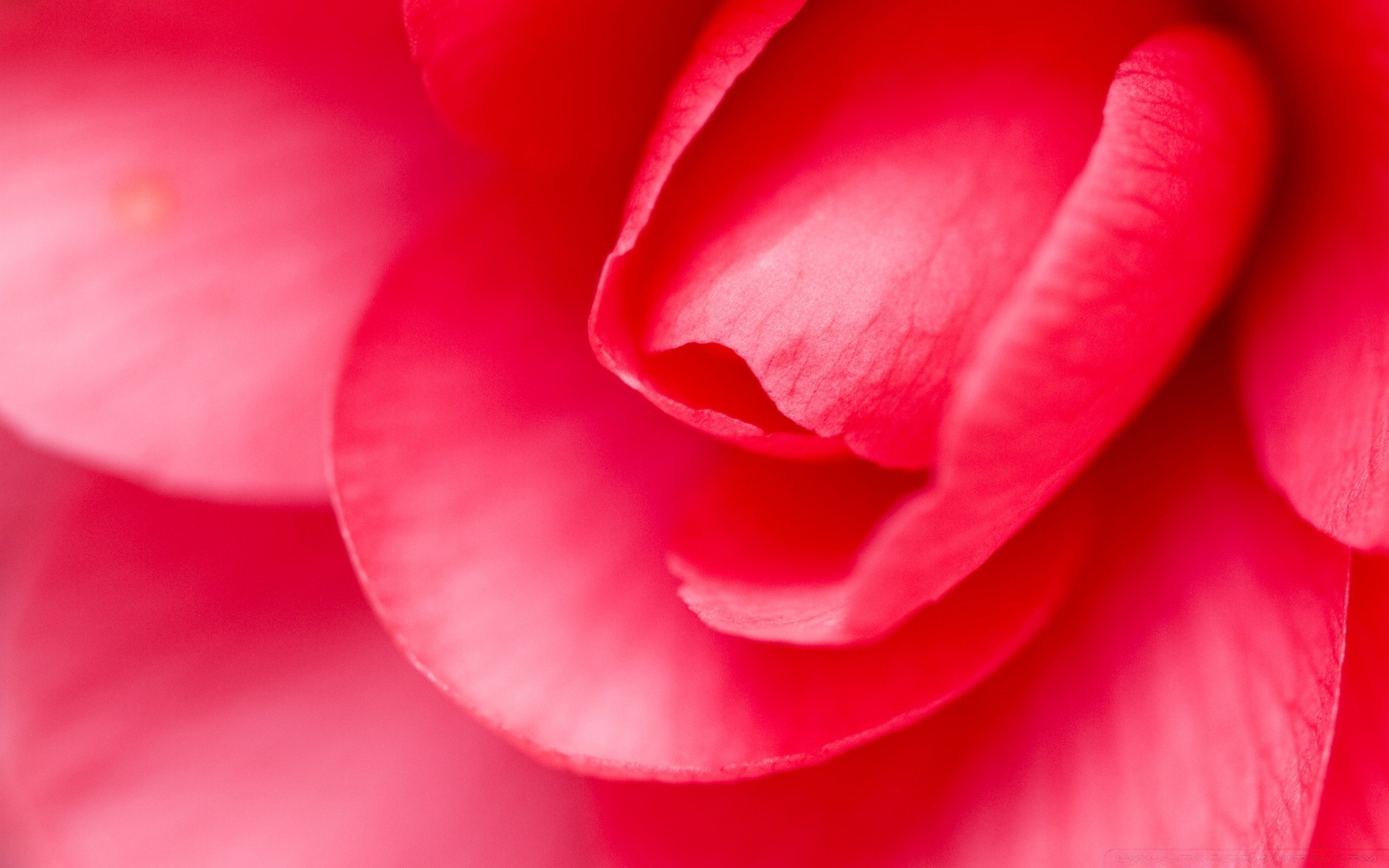 flowers flower love nature flora romance rose beautiful color dew petal floral summer garden bright blooming leaf romantic delicate