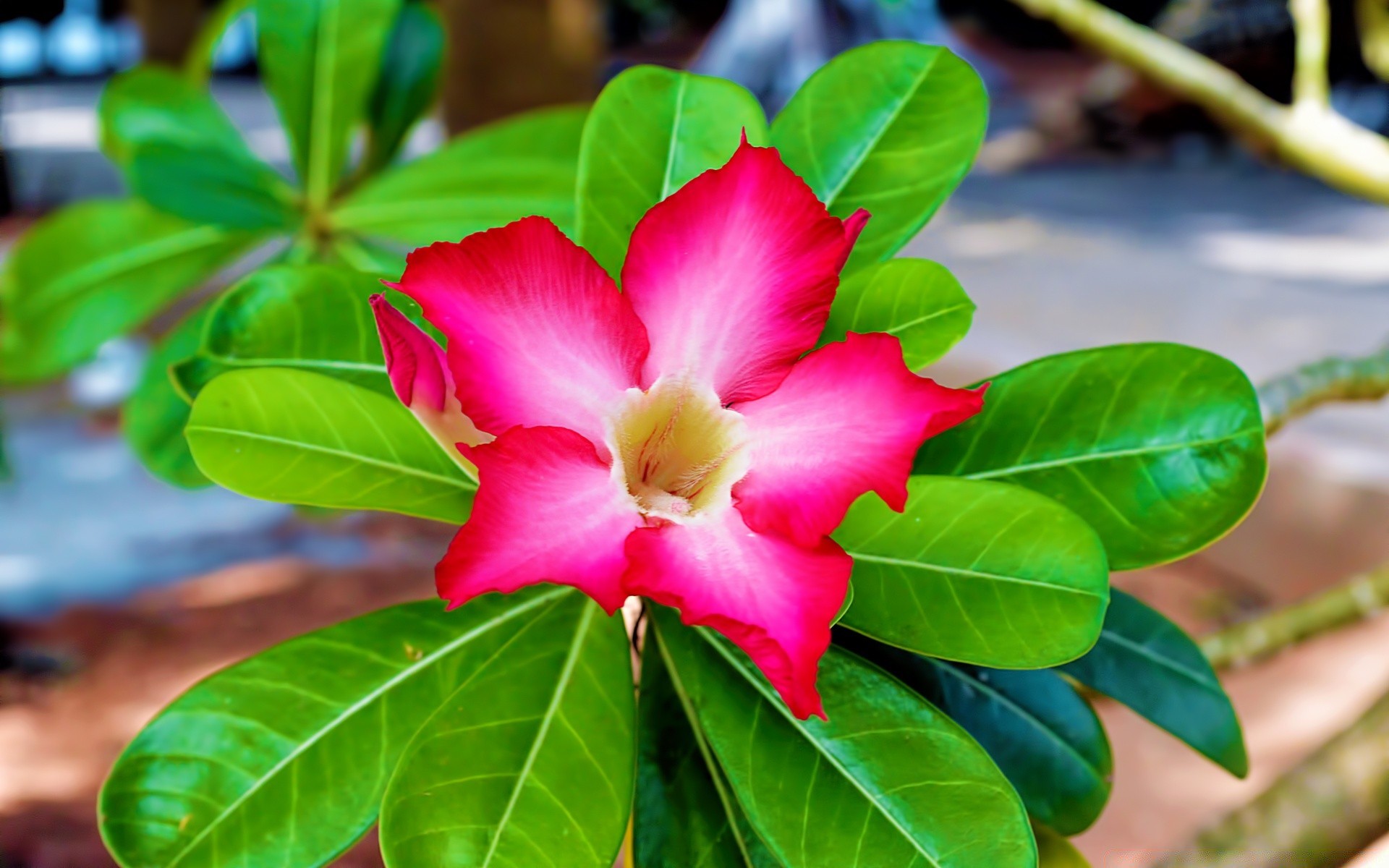 flowers nature leaf flora tropical garden exotic flower blooming tree summer close-up color bright